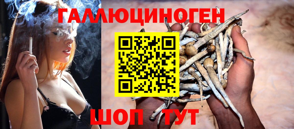 Псилоцибиновые грибы Psilocybe Гатчина